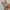 Fluffy Semi Velvet White Floral Milkmaid Lace Dress Kawaii K