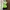 Halter Neck Neon Green Summer Tanktop