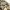 Crocodile Vintage Harrington jacket Pria khaki photo 7