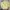 Minimalist Crop top Wanita yellow photo 1