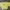 Minimalist Crop top Wanita yellow photo 2