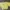 Minimalist Crop Top Wanita Yellow