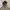 Russell Athletic Vintage Y2K Hoody Pria gray photo 2