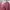 Polo Ralph Lauren Casual Sweater Wanita pink photo 8