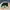 MLB Sportswear Casual Hat Pria green photo 3