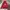 New Balance Casual Puffer Jacket Pria Red