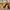 Boots Timberland Icon Yellow photo 2
