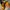 Boots Timberland Icon Yellow