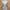 ZARA Luxury Summer dress Wanita pink photo 2