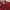 Tommy Hilfiger Casual Polo shirt Pria red photo 3
