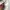 Burberry Luxury Polo shirt Pria white photo 3