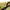 Gramicci Y2K Short Pria yellow photo 5