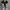 Converse Streetwear Casual Sneakers Pria tan black photo 4