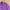 PEL BASIC SLIF FIT PURPLE