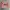Streetwear Skater Fleece Pria multicolor pink photo 2