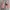 Streetwear Skater Fleece Pria multicolor pink photo 1