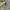 ZARA Lolita Coquette Casual dress Wanita tan cream photo 1