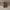 Shaggydog – Hot Dogz photo 2