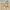 Classic by Racoon beige cotton gurkha pants photo 4
