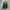Puma Streetwear Sneakers Wanita green photo 3