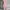 Dress Pink Press Body
