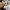 Celana pendek new era tech camo | new era tech camo short photo 8
