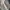 Celana pendek new era tech camo | new era tech camo short photo 7
