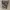 Oakley camo cargo short pants photo 8