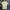 Lacoste x Michael Young Polo Shirt Unisex Size 2 photo 5