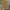 Studio Nicholson Dordoni Peached Cotton Twill Almond Pants photo 7