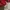 Sportswear Jersey Pria red photo 4