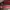 Coach Streetwear Casual Handbag Wanita pink photo 4
