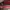 Coach Streetwear Casual Handbag Wanita pink photo 7
