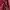 Coach Streetwear Casual Handbag Wanita pink photo 8
