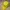 Yellow Polo Cap