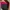 Mantel/Jaz/Outer panjang wanita warna merah BrandCoach New   photo 3