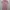 Shein Coquette Casual Jumpsuit Wanita pink photo 1