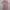 Shein Coquette Casual Jumpsuit Wanita Pink