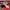 Nike Streetwear Sportswear Pria burgundy cream photo 1