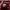 Nike Streetwear Sportswear Pria burgundy cream photo 2