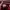 Nike Streetwear Sportswear Pria Burgundy Cream