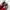 Puma Suede 'Red White' photo 4