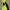 Nike Gorpcore Track jacket Pria black yellow photo 1