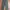 Uniqlo Cargo Pants 
