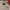 Nike Gorpcore Windbreaker Pria white red photo 5