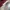 Adidas Casual Sneakers Wanita burgundy photo 6
