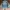 vtg Frj Type lll Trucker Jacket photo 10