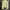 GAP Vintage Harrington Jacket Pria Cream