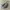 Betula Boston By Birkenstock