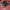 Nike Air Jordan Legacy 312 Low
